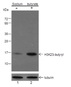 Butyryl-Histone H3 (Lys23) Mouse Monoclonal Antibody