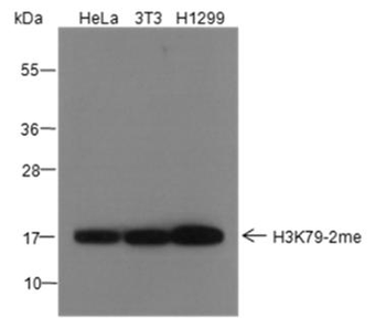 Di-Methyl-Histone H3 (Lys79) Rabbit Polyclonal Antibody