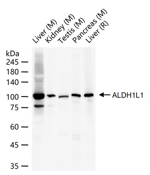 ALDH1L1 Recombinant Rabbit Monoclonal Antibody