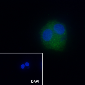 ALDH1L1 Recombinant Rabbit Monoclonal Antibody