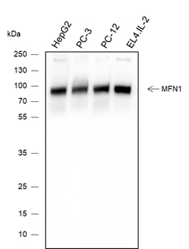 MFN1 Recombinant Mouse Monoclonal Antibody