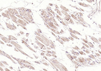 MFN1 Recombinant Mouse Monoclonal Antibody