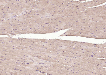 MFN1 Recombinant Mouse Monoclonal Antibody