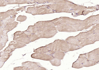 MFN1 Recombinant Mouse Monoclonal Antibody