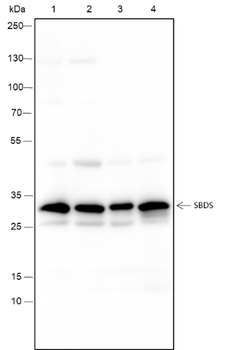 SBDS Recombinant Mouse Monoclonal Antibody