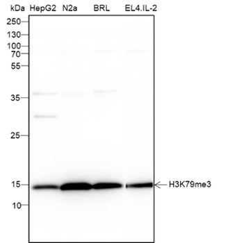 Mono-Methyl-Histone H3 (Lys4) Recombinant Mouse Monoclonal Antibody
