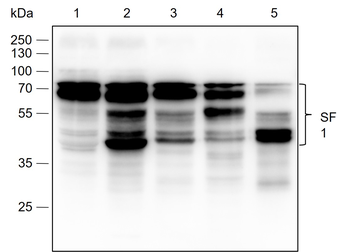 SF1 Recombinant Rabbit Monoclonal Antibody
