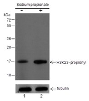 Propionyl-Histone H3 (Lys23) Mouse Monoclonal Antibody