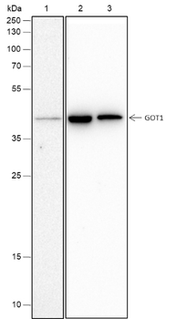 GOT1 Recombinant Rabbit Monoclonal Antibody