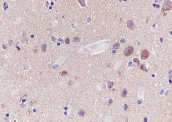 GOT1 Recombinant Rabbit Monoclonal Antibody