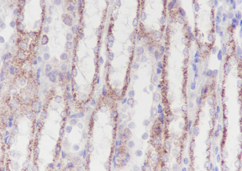 GOT1 Recombinant Rabbit Monoclonal Antibody