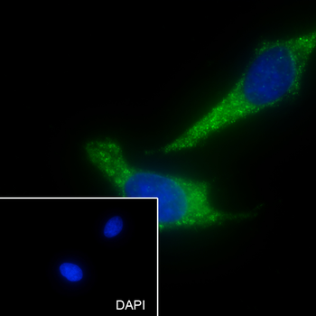 HSPE1 Recombinant Rabbit Monoclonal Antibody