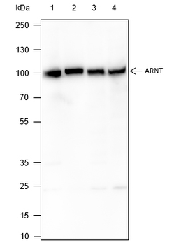 ARNT Recombinant Mouse Monoclonal Antibody