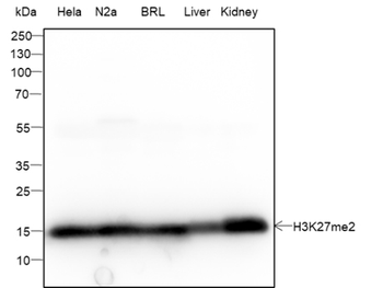 Di-Methyl-Histone H3 (Lys27) Recombinant Rabbit Monoclonal Antibody