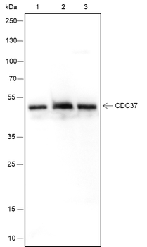 CDC37 Recombinant Mouse Monoclonal Antibody