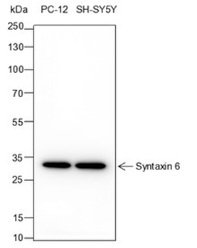 STX6 Recombinant Mouse Monoclonal Antibody