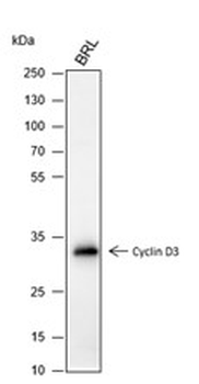 Cyclin D3 Recombinant Mouse Monoclonal Antibody