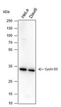 Cyclin D3 Recombinant Mouse Monoclonal Antibody