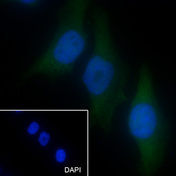 Cyclin D3 Recombinant Mouse Monoclonal Antibody