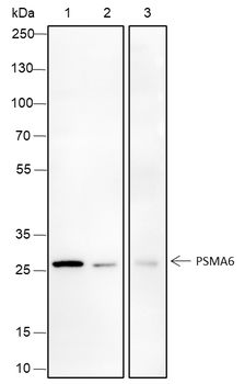 PSMA6 Recombinant Mouse Monoclonal Antibody