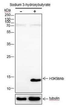 Β-Hydroxybutyryl-Histone H3 (Lys9) Recombinant Rabbit Monoclonal Antibody