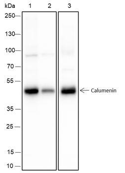 Calumenin Recombinant Mouse Monoclonal Antibody