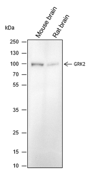 GRK2 Recombinant Rabbit Monoclonal Antibody