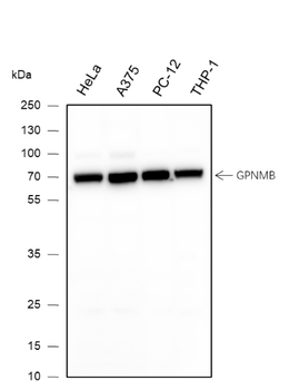 GPNMB Recombinant Mouse Monoclonal Antibody