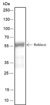 Rubisco Recombinant Mouse Monoclonal Antibody
