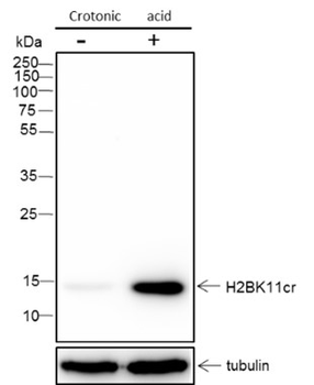 Crotonyl-Histone H2B (Lys11) Recombinant Rabbit Monoclonal Antibody