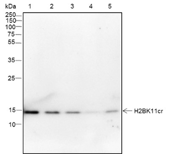 Crotonyl-Histone H2B (Lys11) Recombinant Rabbit Monoclonal Antibody