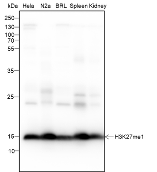 Mono-Methyl-Histone H3 (Lys27) Mouse Monoclonal Antibody