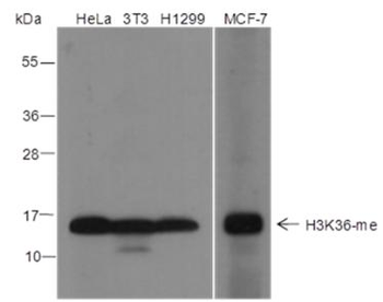 Mono-Methyl-Histone H3 (Lys36) Rabbit Polyclonal Antibody