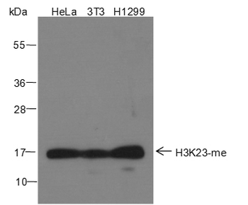 Mono-Methyl-Histone H3 (Lys23) Rabbit Polyclonal Antibody