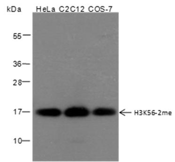 Di-Methyl-Histone H3 (Lys56) Rabbit Polyclonal Antibody