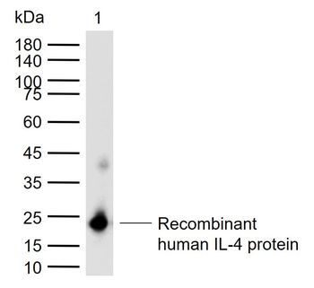Human IL-4 Mouse Monoclonal Antibody