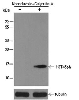 Phospho-Histone H3 (Thr45) Rabbit Polyclonal Antibody