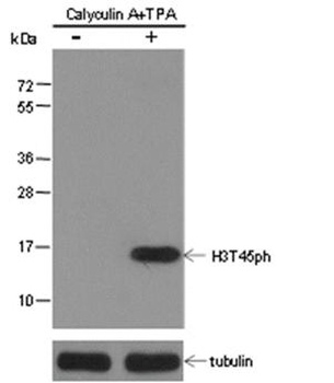 Phospho-Histone H3 (Thr45) Rabbit Polyclonal Antibody