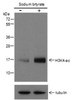 Acetyl-Histone H3 (Lys4) Rabbit Polyclonal Antibody