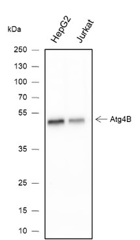 PTGER2 Recombinant Rabbit Monoclonal Antibody