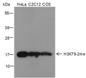 Di-Methyl-Histone H3 (Lys79) Mouse Monoclonal Antibody