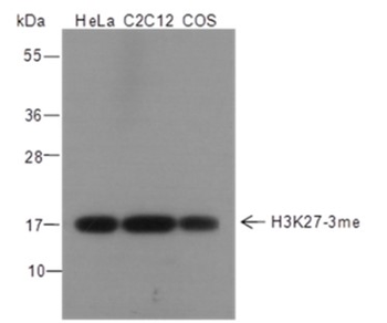 Tri-Methyl-Histone H3 (Lys27) Mouse Monoclonal Antibody