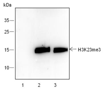 Tri-Methyl-Histone H3 (Lys23) Rabbit Polyclonal Antibody