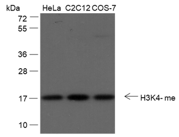 Mono-Methyl-Histone H3 (Lys4) Rabbit Polyclonal Antibody