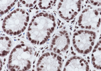 Mono-Methyl-Histone H3 (Lys4) Rabbit Polyclonal Antibody