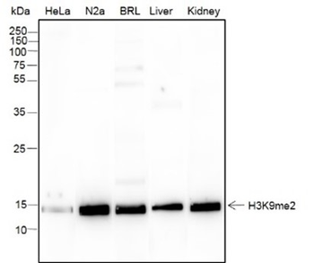 Di-Methyl-Histone H3 (Lys9) Mouse Monoclonal Antibody