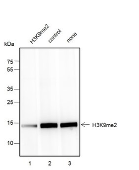 Di-Methyl-Histone H3 (Lys9) Mouse Monoclonal Antibody