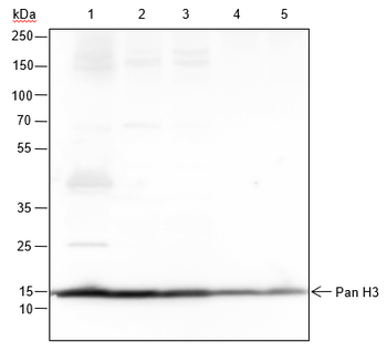 Histone H3 (NT) Recombinant Rabbit Monoclonal Antibody
