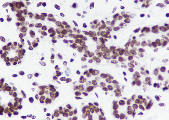 Histone H3 (NT) Recombinant Rabbit Monoclonal Antibody