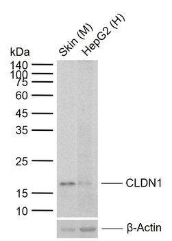 CLDN1 Recombinant Rabbit Monoclonal Antibody